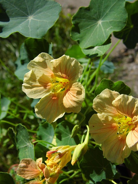 Kapucínka väčšia - prírodný zázrak